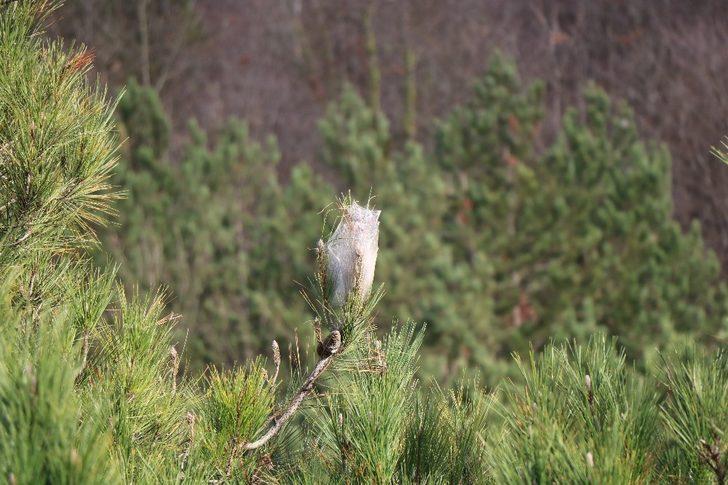 Ormanlardaki tehdit: Çam kese böceği G1