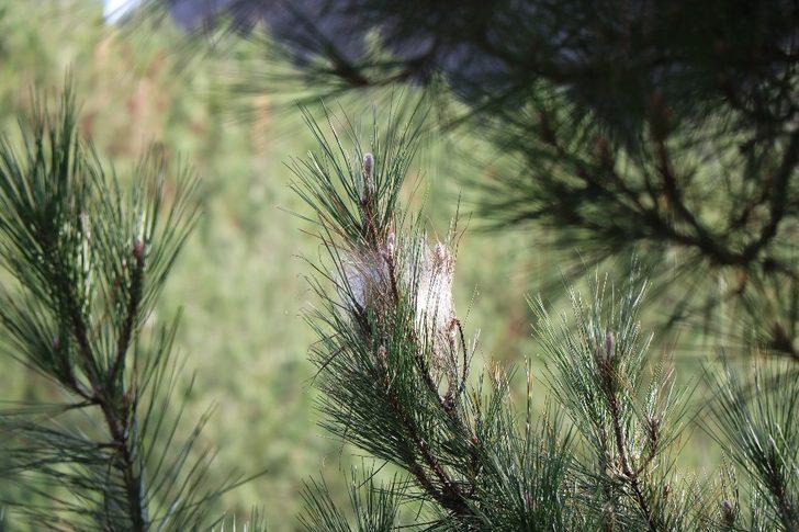 Ormanlardaki tehdit: Çam kese böceği G2