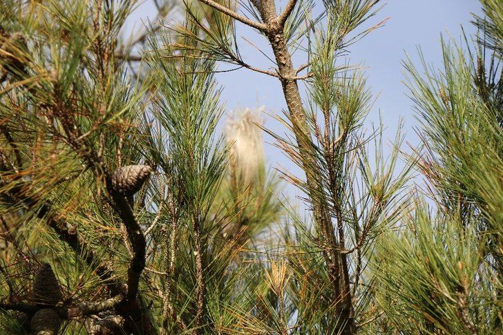Ormanlardaki tehdit: Çam kese böceği G3