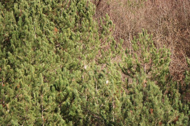 Ormanlardaki tehdit: Çam kese böceği G4