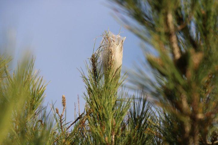 Ormanlardaki tehdit: Çam kese böceği G5