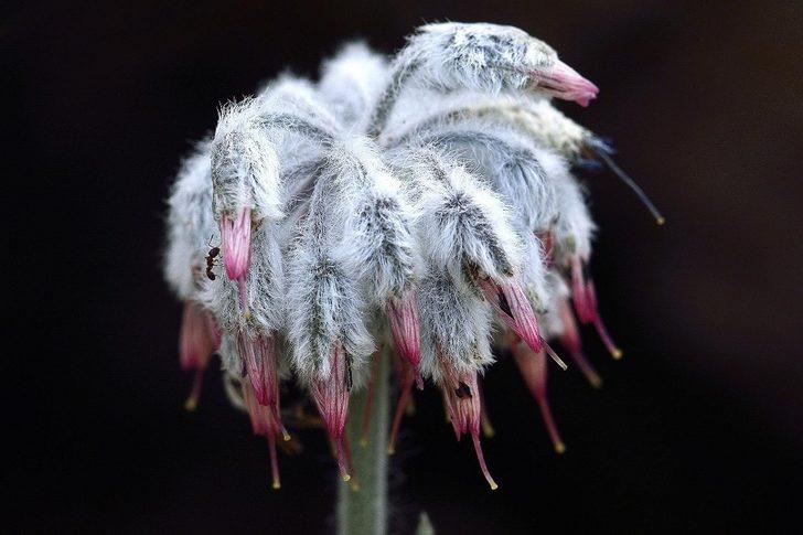 Dünyada sadece o ilimizde var! Denizli'de keşfedildi G1