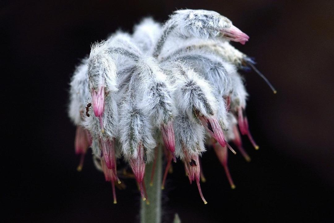 D&uuml;nyada sadece o ilimizde var! Denizli'de keşfedildi