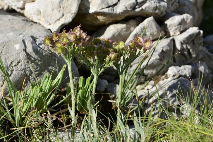 Dünyada sadece o ilimizde var! Denizli'de keşfedildi G3