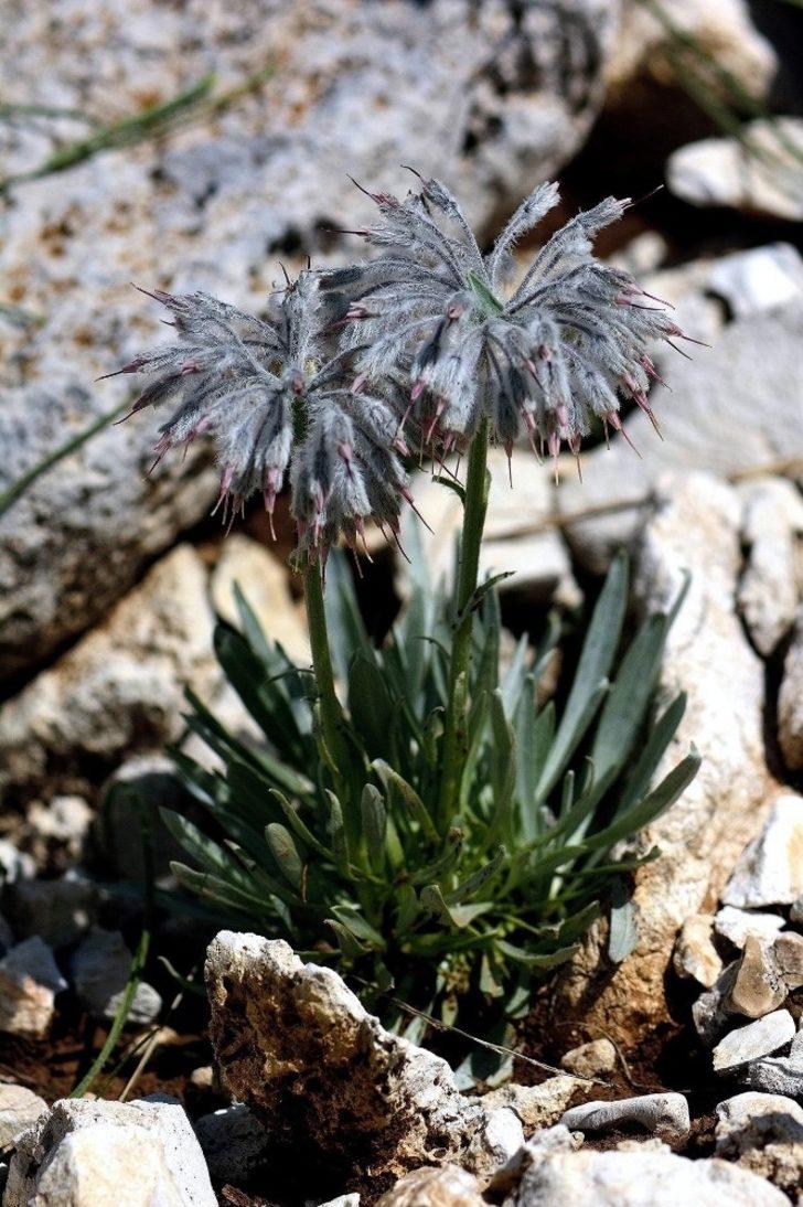 Dünyada sadece o ilimizde var! Denizli'de keşfedildi G5