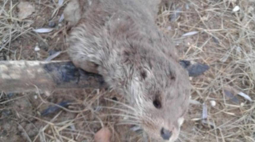 Sivas'ta nadir görülen su samuru telef olmuş halde bulundu