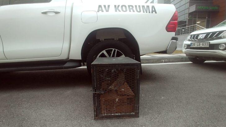 Yaralı atmaca tedavi altına alındı G1