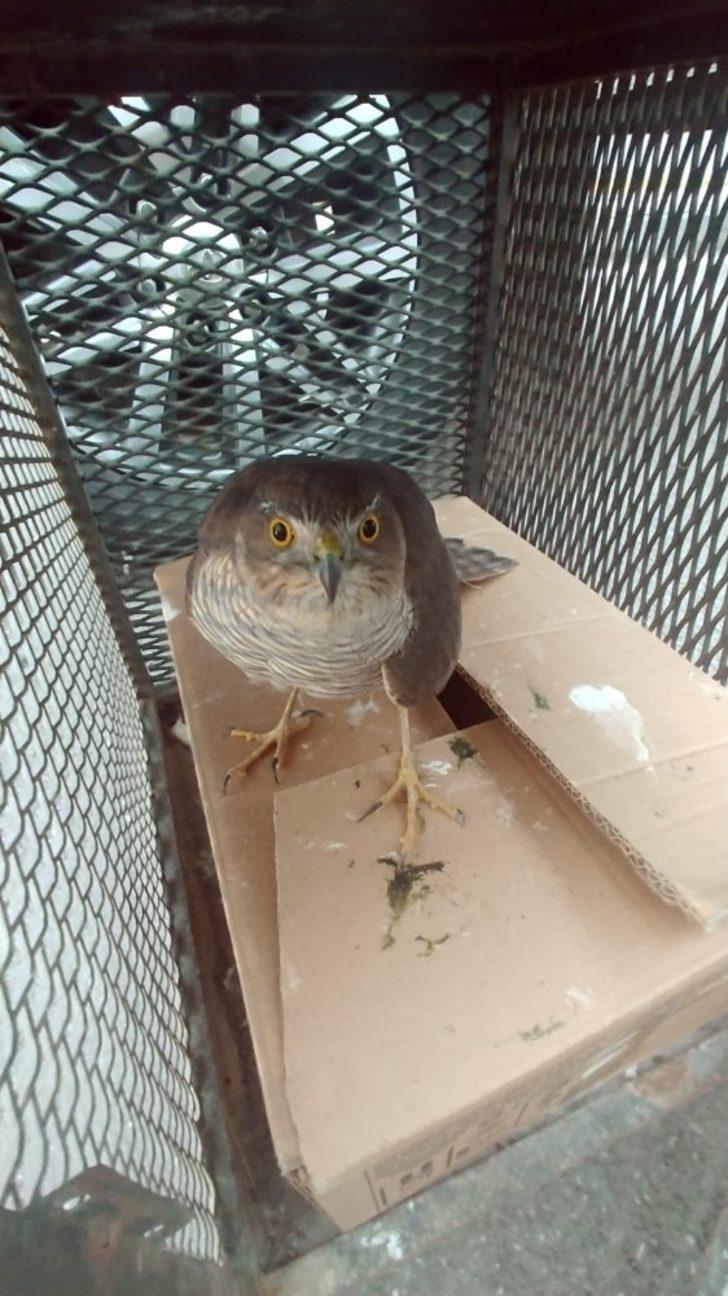 Yaralı atmaca tedavi altına alındı G3