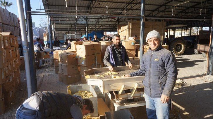 Sarıgöl’de tütün alımları başladı G1