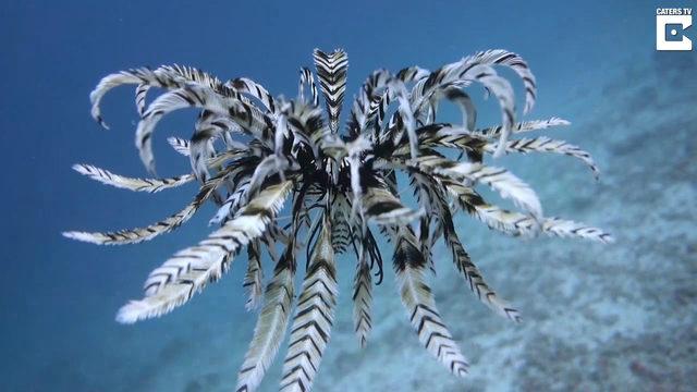 Daha önce hiç gördünüz mü? Tüylü deniz yıldızı