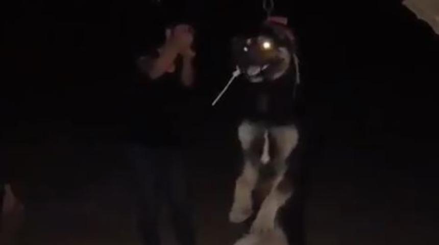 Diyarbakır'da vahşet! Alman kurdunu ağaca asarak öldürdü