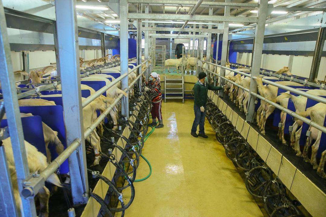 Kızı s&uuml;t i&ccedil;sin diye kurdu! A&ccedil;tığı &ccedil;iftlikle zincir marketlere girdi