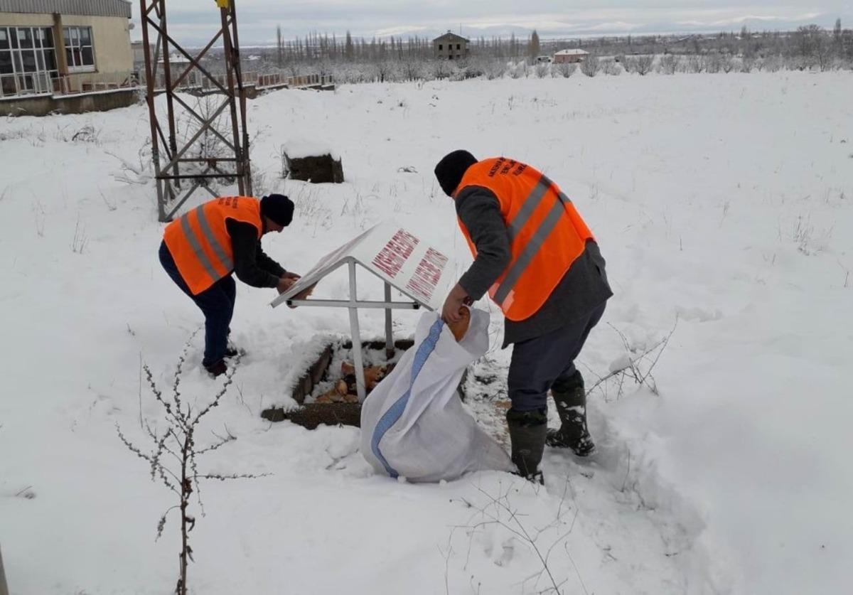 Akşehir Belediyesi sokak hayvanlarını beslemeyi S&uuml;rd&uuml;r&uuml;yor