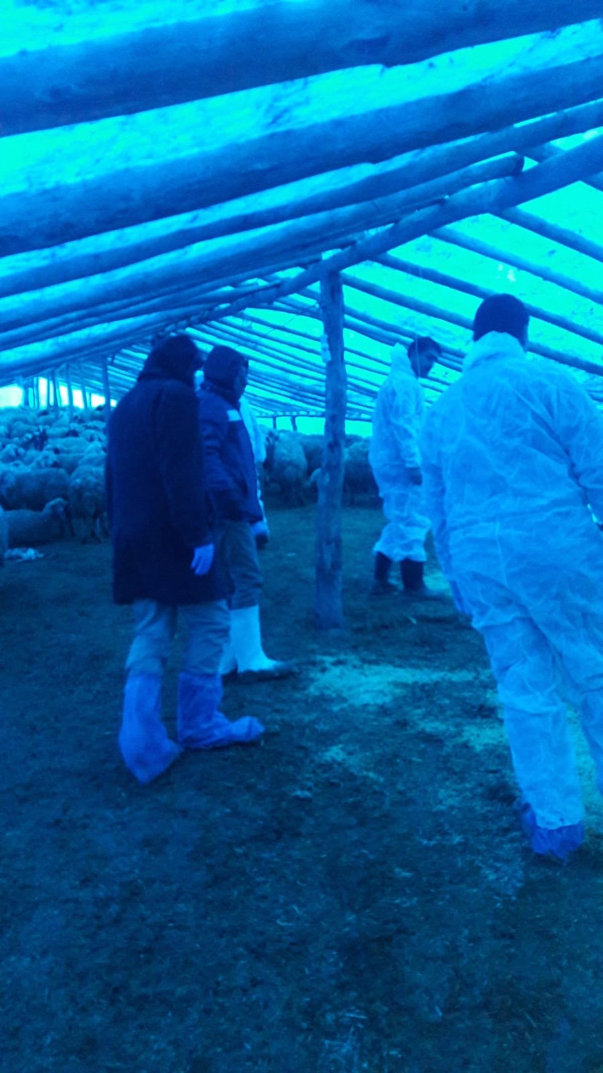 Elazığ'da 240 k&uuml;&ccedil;&uuml;kbaş telef oldu, k&ouml;y karantinaya alındı