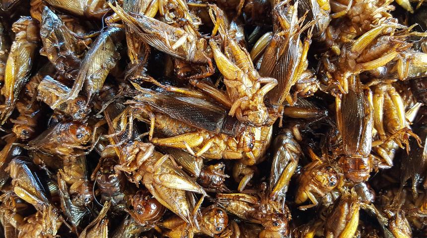 Çekirge istilasına karşı çözüm önerisi: Yiyin