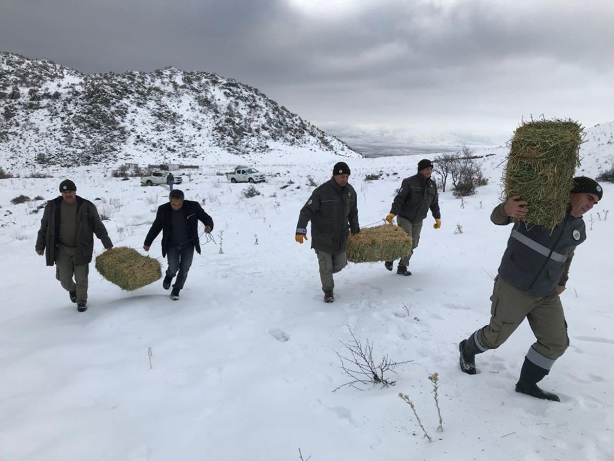 Karaman&rsquo;da yaban hayvanlarına yem desteği
