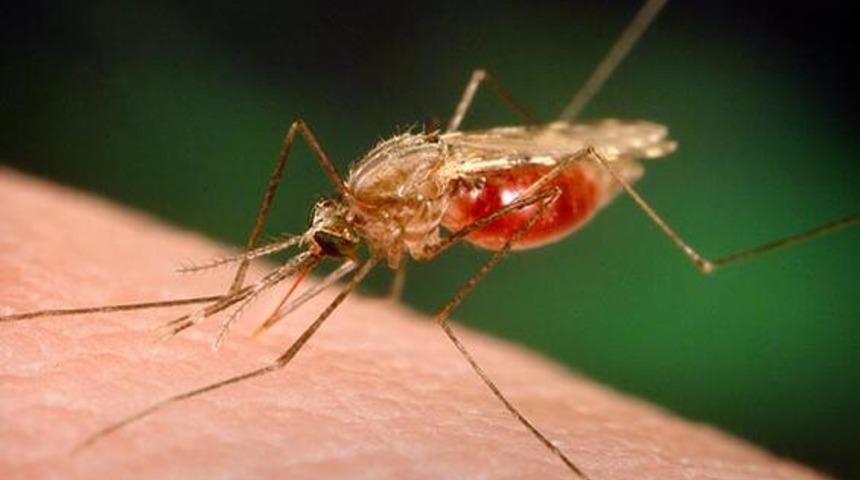 Sıtma nedir? Sıtma hastalığının belirtileri ve tedavisi nasıl olur? 