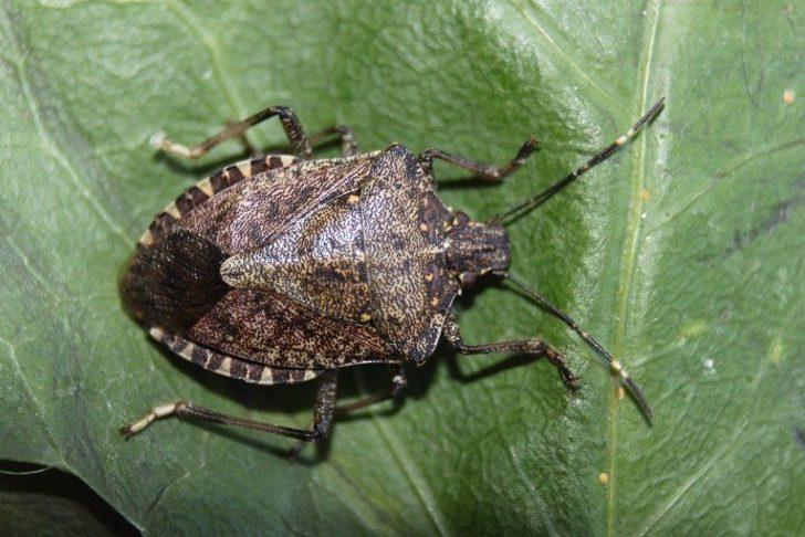 Vampir kelebek ve istilacı böcek tehlikesi büyüyor! Tarım arazilerinden sonra ormanlara yöneldiler G3