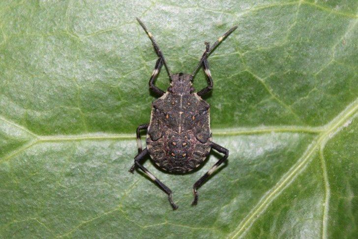 Vampir kelebek ve istilacı böcek tehlikesi büyüyor! Tarım arazilerinden sonra ormanlara yöneldiler G2