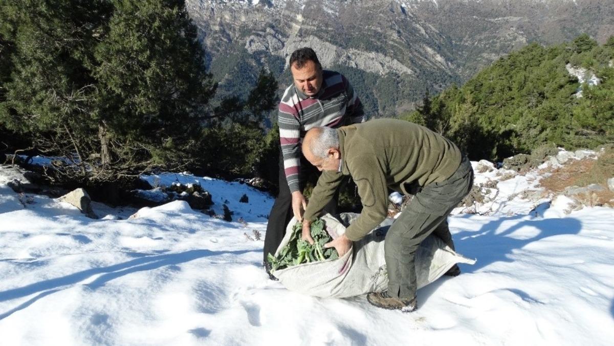 Aydın&rsquo;da yaban hayvanlarına yem bırakıldı
