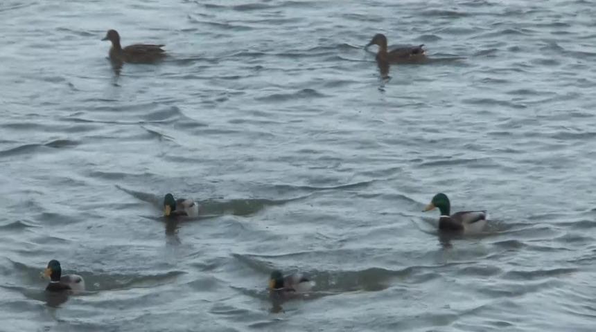 Misafir &ouml;rdekleri vatandaşlar besliyor