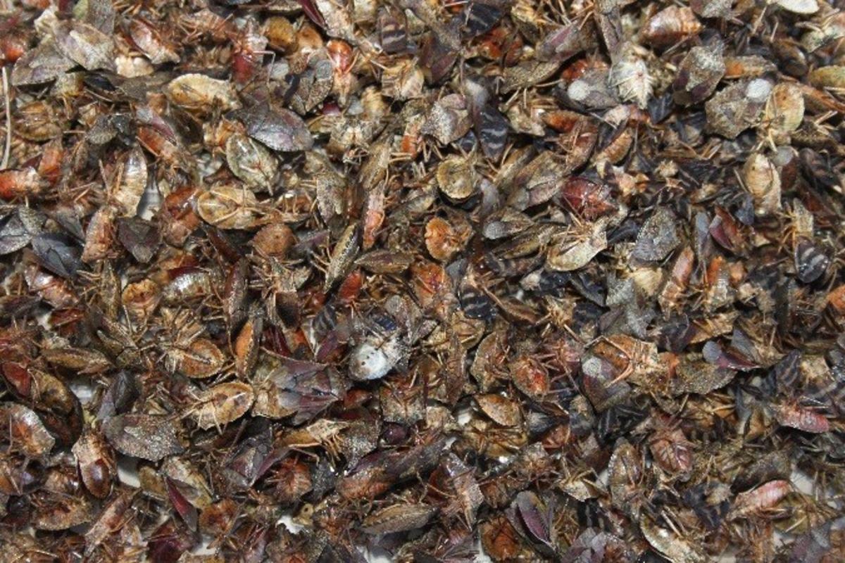 Vampir kelebek ve istilacı b&ouml;cek tehlikesi b&uuml;y&uuml;yor! Tarım arazilerinden sonra ormanlara y&ouml;neldiler