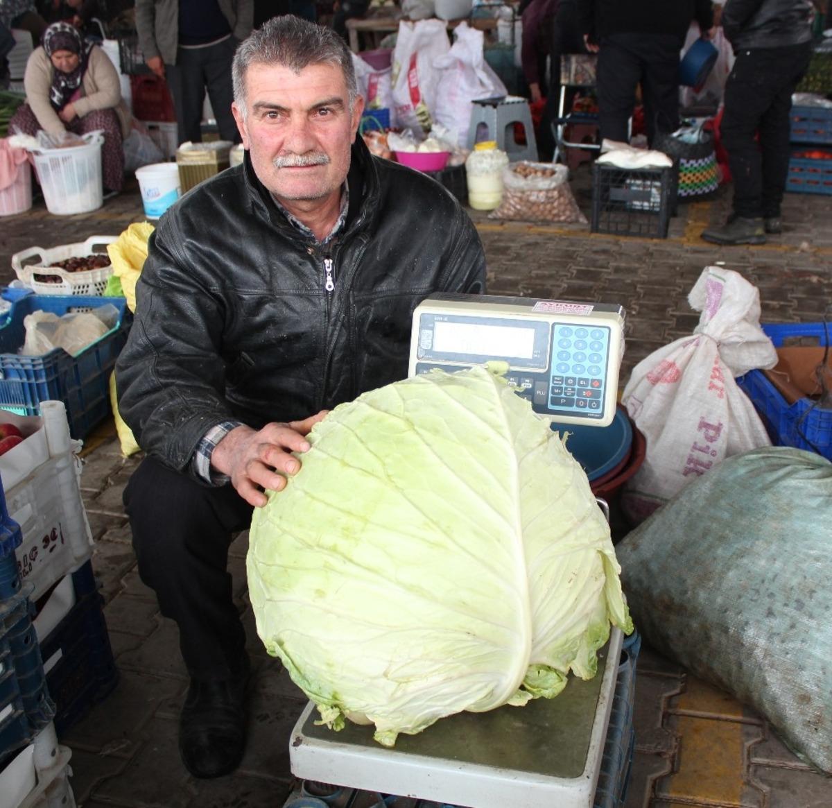 Manisa Alaşehir'de dev lahanayı g&ouml;renler inanamadı