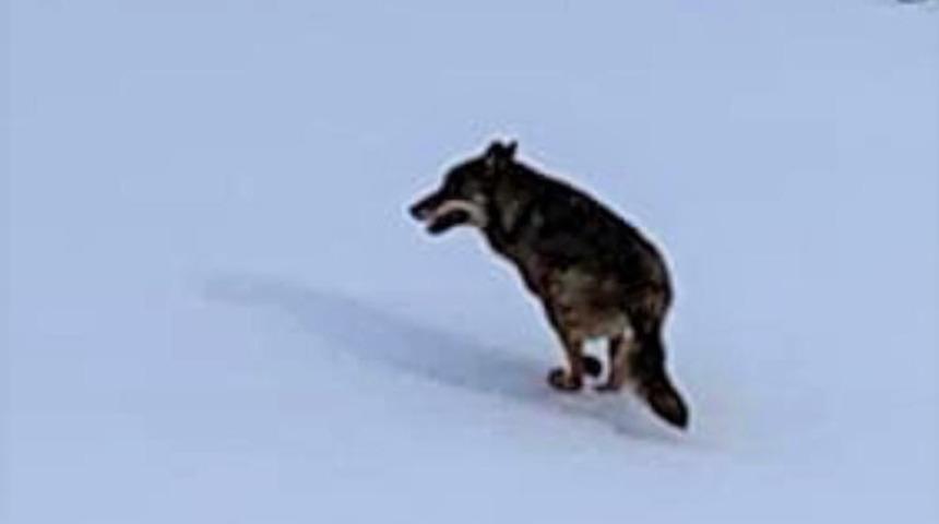 Eskişehir'de aç kalan kurt mahalleye indi