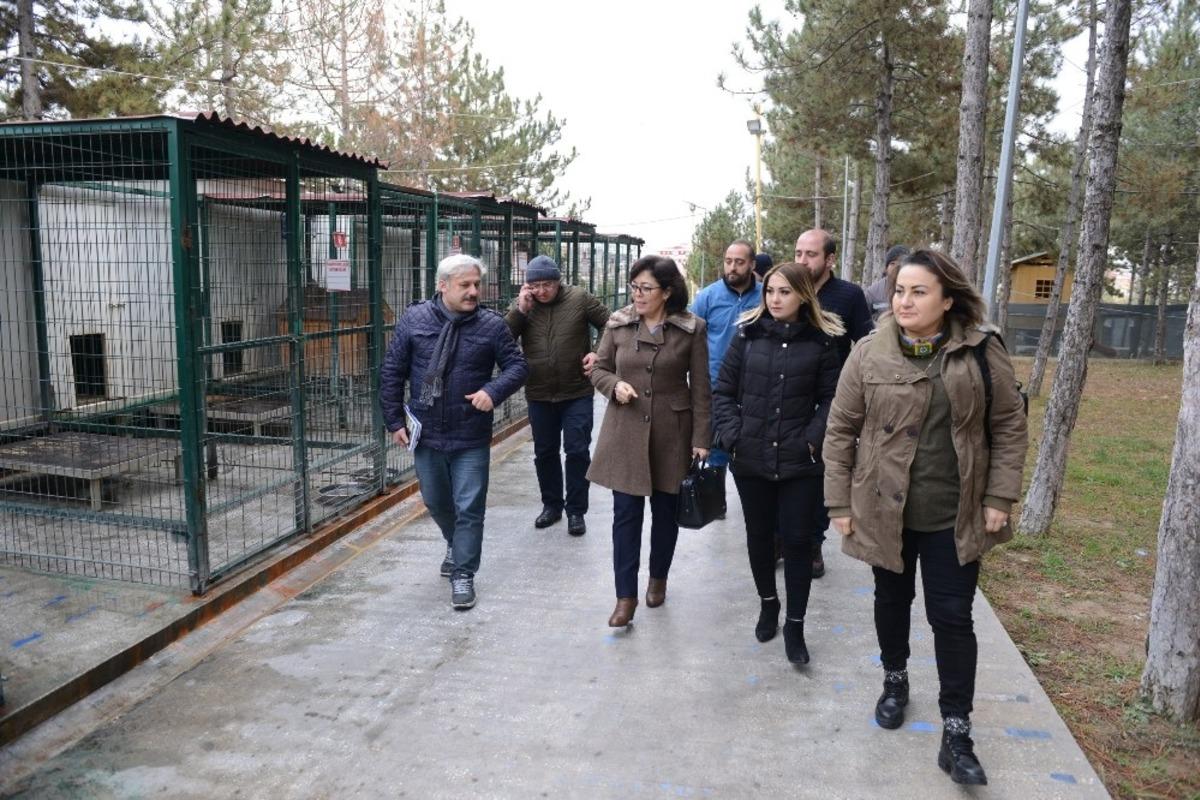 Sungurlu Belediye&rsquo;si hayvan bakımevi kuracak