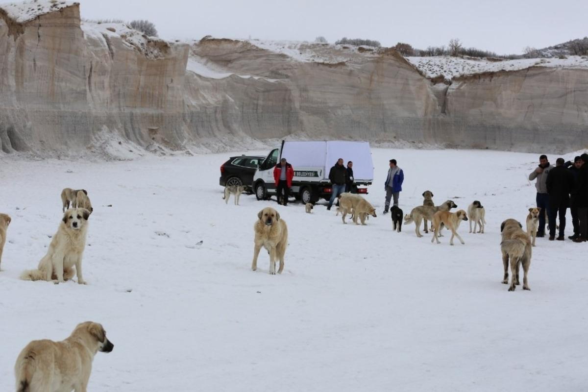 Hayvan Dostu Niğde Belediyesi