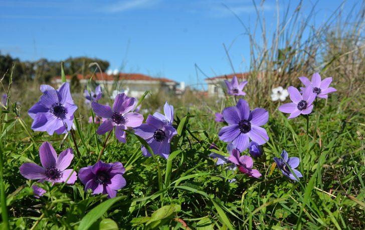 Datça'da baharın müjdecileri anemonlar açtı G1
