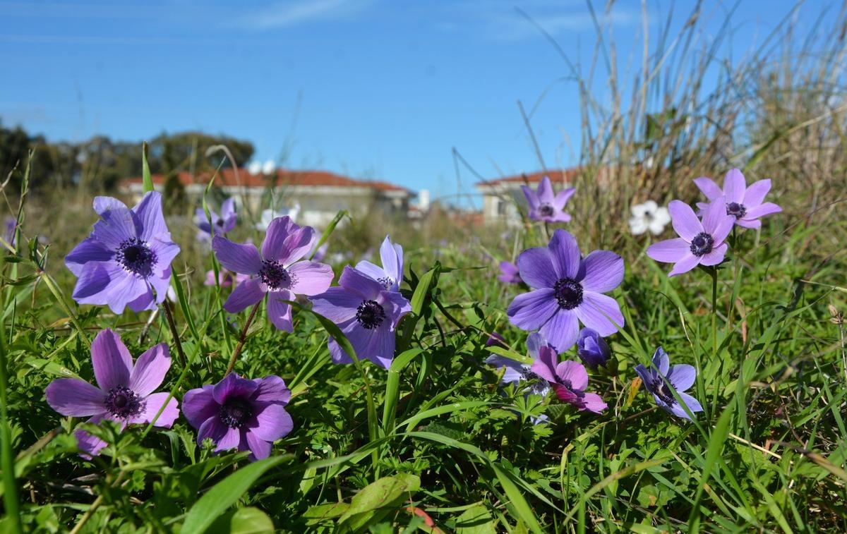 Dat&ccedil;a'da baharın m&uuml;jdecileri anemonlar a&ccedil;tı
