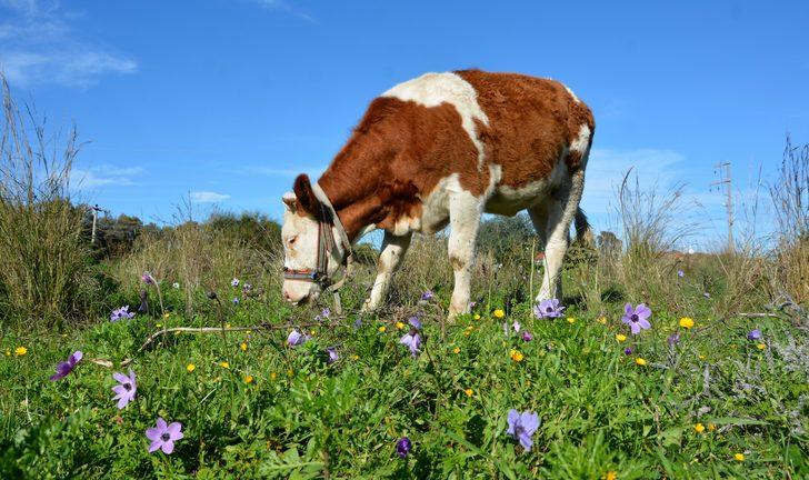 Datça'da baharın müjdecileri anemonlar açtı G2