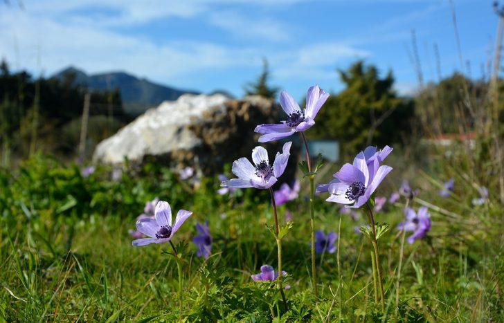 Datça'da baharın müjdecileri anemonlar açtı G3