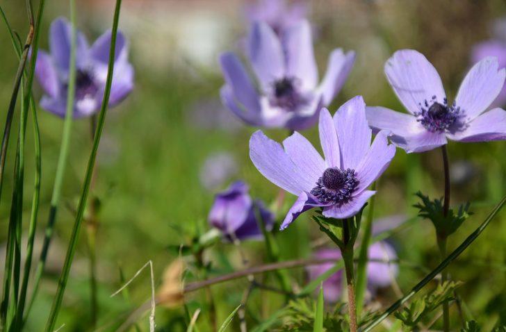 Datça'da baharın müjdecileri anemonlar açtı G4