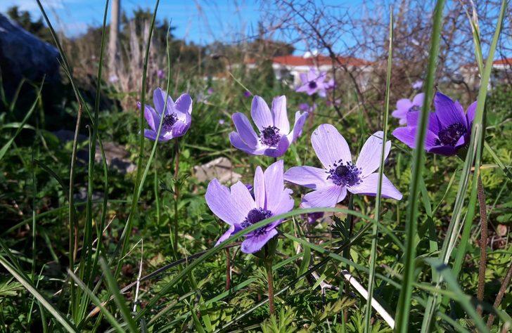 Datça'da baharın müjdecileri anemonlar açtı G5