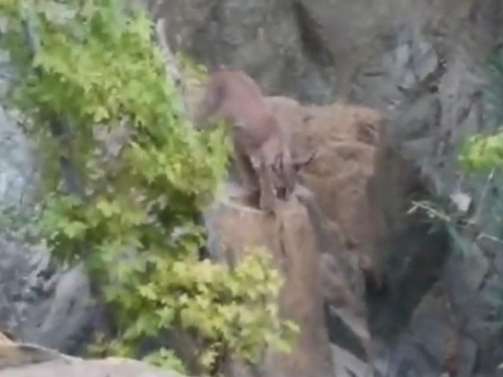 Nesli tükenme tehlikesi altındaki karakulak Köyceğiz'de görüldü G1