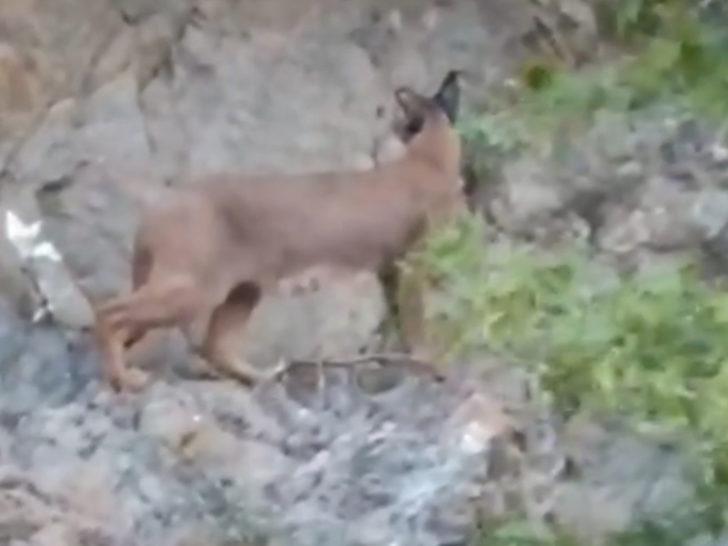 Nesli tükenme tehlikesi altındaki karakulak Köyceğiz'de görüldü G2