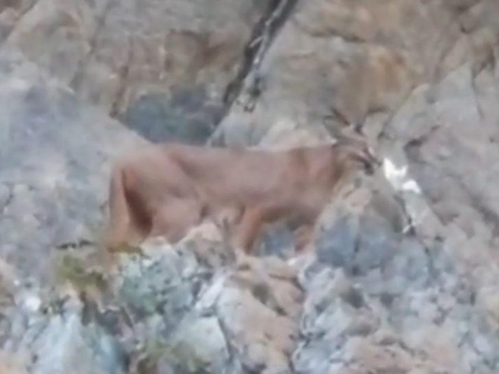 Nesli tükenme tehlikesi altındaki karakulak Köyceğiz'de görüldü G3