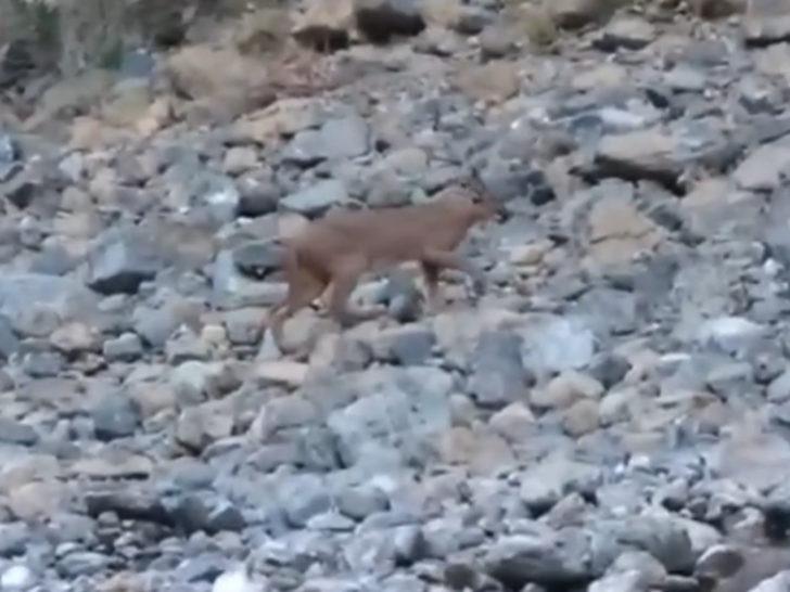 Nesli tükenme tehlikesi altındaki karakulak Köyceğiz'de görüldü G4