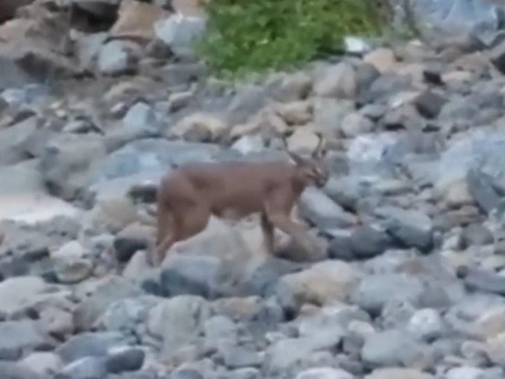 Nesli tükenme tehlikesi altındaki karakulak Köyceğiz'de görüldü G5