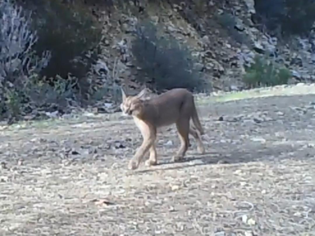 Nesli t&uuml;kenme tehlikesi altındaki karakulak K&ouml;yceğiz'de g&ouml;r&uuml;ld&uuml;
