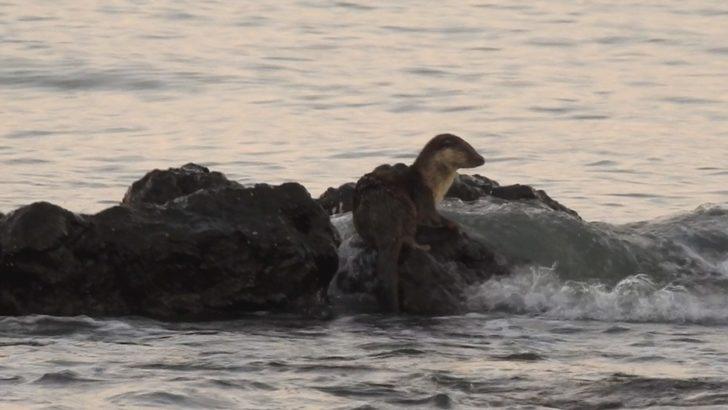 Nesli tükenme tehlikesi altında! İstanbul'da görüntülendi G1