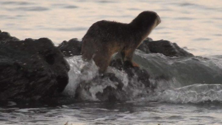 Nesli tükenme tehlikesi altında! İstanbul'da görüntülendi G2