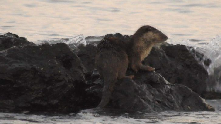 Nesli tükenme tehlikesi altında! İstanbul'da görüntülendi G3