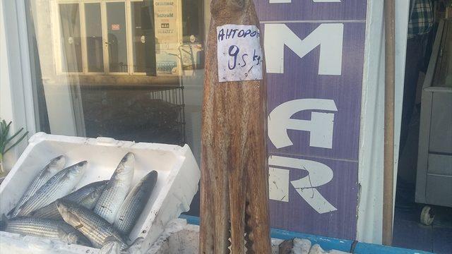 İzmir'de 9,5 kilogramlık ahtapota yoğun ilgi! 