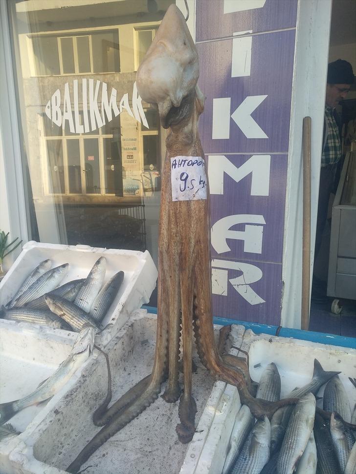 İzmir'de 9,5 kilogramlık ahtapota yoğun ilgi! 
