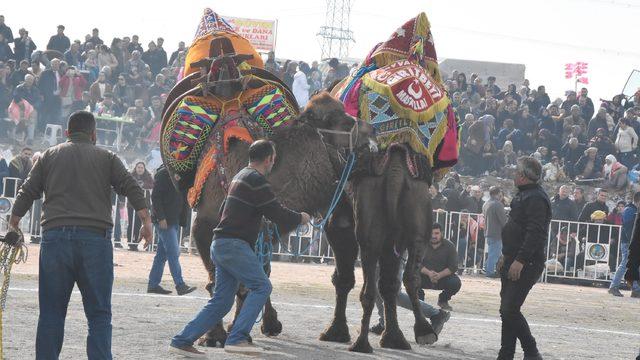 Menemen'de Deve Güreşleri'ne, HAYTAP'tan tepki
