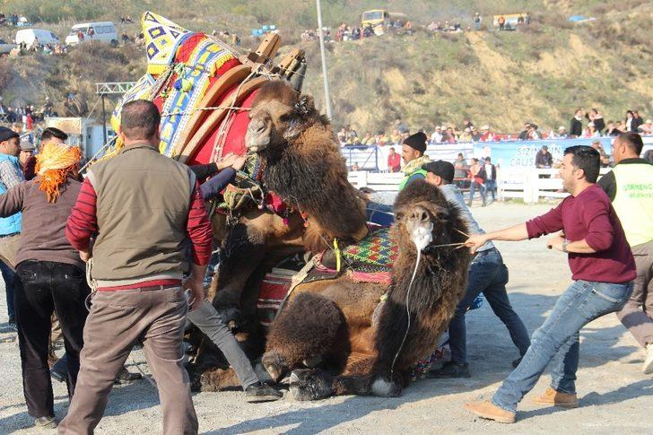 Pehlivan develer, kozlarını Germencik Arenası’nda paylaştı G3