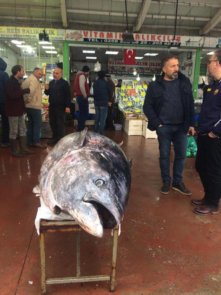 450 kilogramlık orkinosa yoğun ilgi! 2 saatte tükendi G1